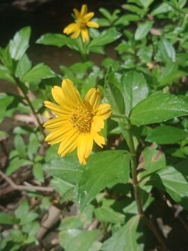 yellow flower in the garden