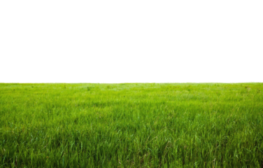 Lush Green Grass Landscape with Clear Sky
