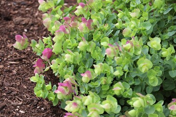Ornamental Oregano Plant