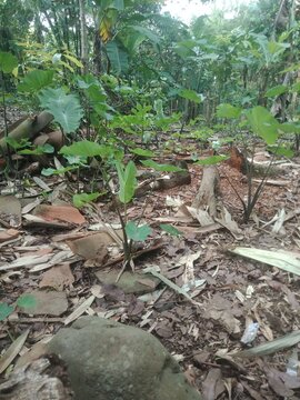tropical forest in thailand