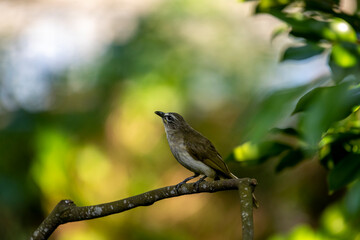 Obraz premium The white-browed bulbul (Pycnonotus luteolus) is a passerine bird with olive-grey upper parts, whitish underparts.