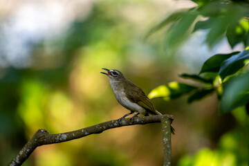 The white-browed bulbul (Pycnonotus luteolus) is a passerine bird with olive-grey upper parts, whitish underparts.