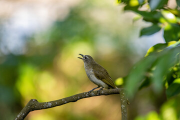 The white-browed bulbul (Pycnonotus luteolus) is a passerine bird with olive-grey upper parts, whitish underparts.