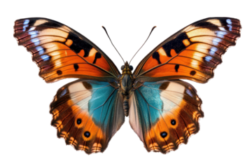 Discovering the captivating beauty of a butterfly with vibrant colors and unique patterns during a sunny day in a garden setting, showcasing nature's artwork