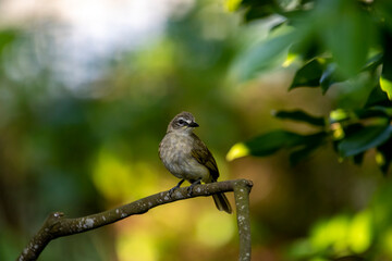 The white-browed bulbul (Pycnonotus luteolus) is a passerine bird with olive-grey upper parts, whitish underparts.