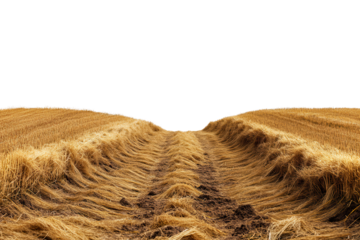 Expansive view of golden furrows in a field during harvest season under a clear sky at sunset