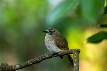 Obraz premium The white-browed bulbul (Pycnonotus luteolus) is a passerine bird with olive-grey upper parts, whitish underparts.