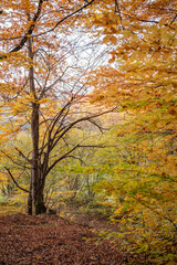 Fototapeta premium Autumn foliage in a tranquil forest with colorful leaves and a peaceful atmosphere