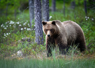 Fototapeta premium Wild brown bear ( Ursus arctos )
