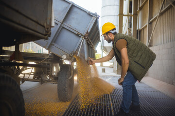 Worker standing next to trailer unloading corn at collection point