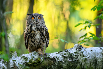 Eurasian eagle owl ( Bubo bubo ) close up