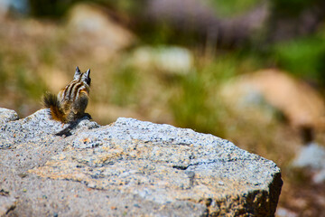 Chipmunk Sitting on Granite Rock in Sunlit Wilderness Yosemite California