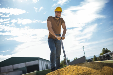Young worker sampling corn on trailer with probe