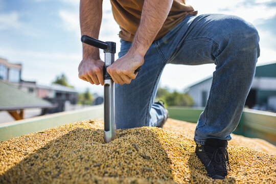 Young worker sampling corn on trailer with probe