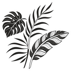Obraz premium Black silhouette tropical leaves and feather graphic