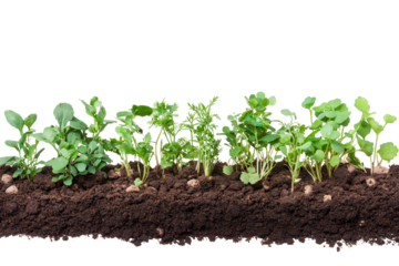 Rows of vibrant green plants growing in rich, dark soil showcasing the beauty of nature's growth process in a garden setting