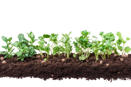 Rows of vibrant green plants growing in rich, dark soil showcasing the beauty of nature's growth process in a garden setting