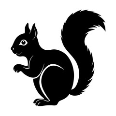 squirrel on a white background