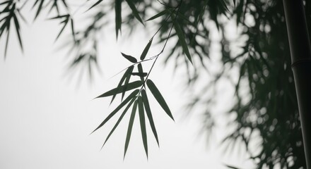 Serene bamboo leaves against soft gray sky