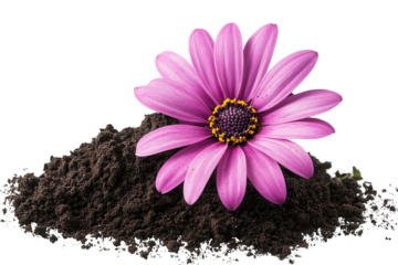 Bright pink flower blooming from rich, dark soil in a peaceful garden setting during the sunny afternoon sun