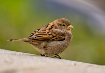 sparrow on a branch