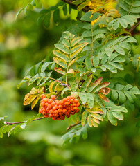 red berries of a rowan