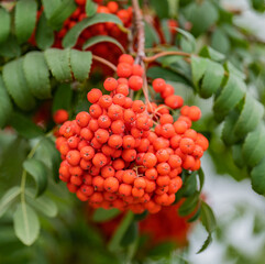 red berries on a branch