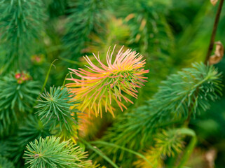 Autumn grass after the first frost