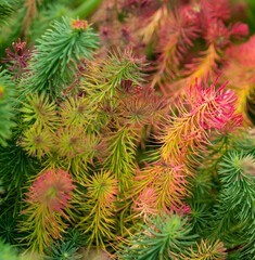Autumn grass after the first frost