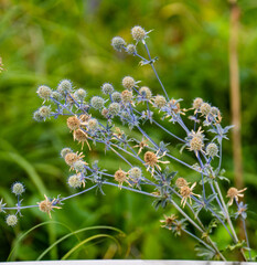 wild flowers of the forest