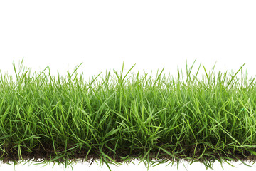 Fototapeta premium Lush green grass with vibrant blades creating a natural landscape in sunlight, perfect for outdoor activities and enjoying nature