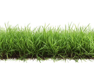 Lush green grass with vibrant blades creating a natural landscape in sunlight, perfect for outdoor activities and enjoying nature