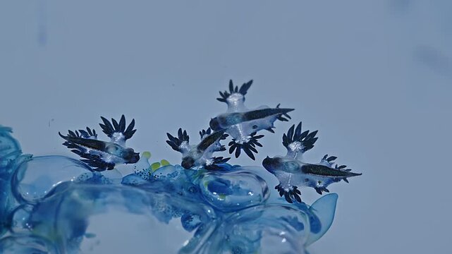The beautiful Blue Dragons contain deadly poison from they eat the fire jellyfish. If they come into direct contact with them, they can cause a burning sensation, pain, or severe allergic reactions.