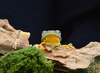 Two green tree frogs with bright orange legs and a small golden frog perched on a mossy log against a dark background.