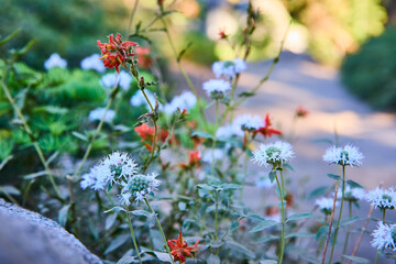 Wildflowers Blooming Along Sunlit Path with Greenery and Soft Focus Background