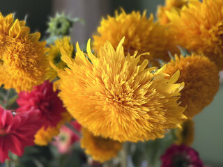 Close-Up ' Bear' Sunflower