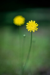 G&auml;nsebl&uuml;mchen