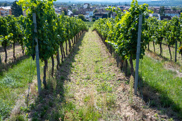 Naklejka premium Beautiful wine grapes vineyard in Germany. Large bunches of red grapes.