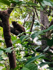 Obraz premium koala in tree