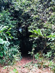 Faune et flore de l'île de Mayotte trees in the forest