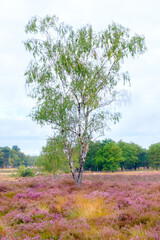 lonely tree in the field