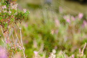 Dew on a spiders web
