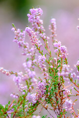 lilac heather in late summer