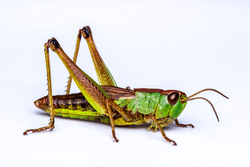 a beautiful green grasshopper on a white background. a colorful macro photo of an insect. a close-up. design material. free space.