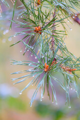 close up of pine needles