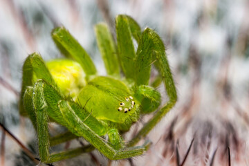 yogi. green, hairy spider Micrommata on a mammillaria cactus. close-up. spider portrait with eyes. extreme close-up. screensaver. cute green spider. on the needles
