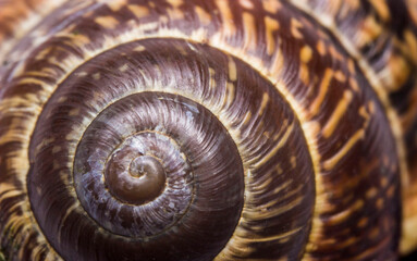 spiral texture. close-up of a snail shell. screen saver. snail house. colorful macro photo. mollusk house.