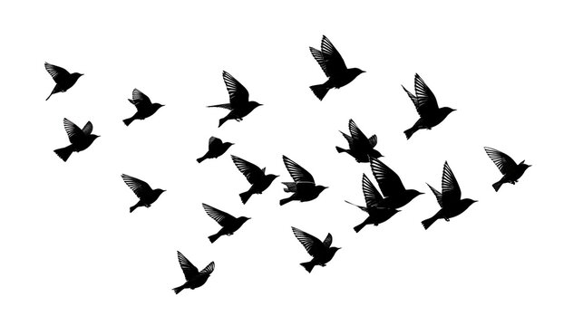 Minimalistic black silhouette of a flock of starlings in flight against a white background. Each bird has a unique wing position and flight pose