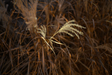 dry grass in the wind