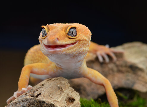 A bright orange gecko is on a rock, smiling with a cute and friendly expression.